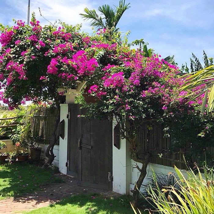 TOP 10 Homestay Hội An Đẹp, Gần Phố Cổ Heron House hoi an1