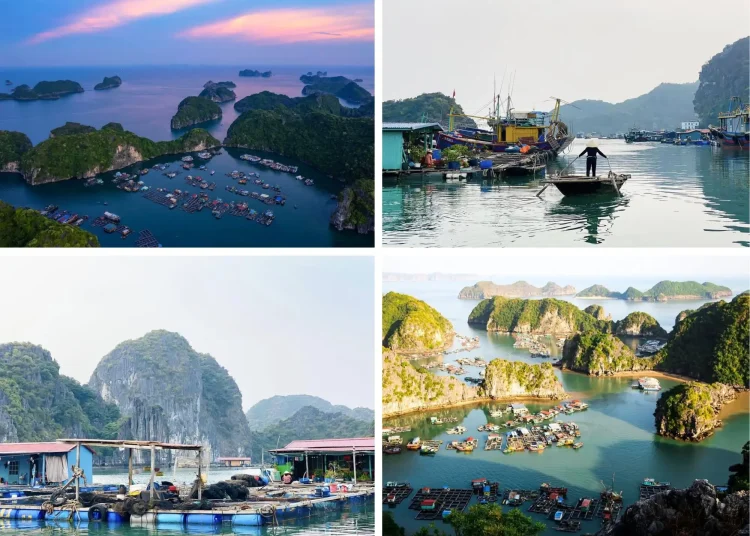 Lang chai cai Beo