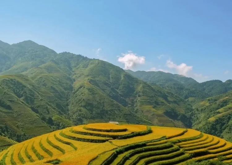 Ruong bac thang Xim Vang