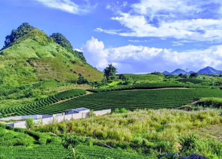 Moc Chau